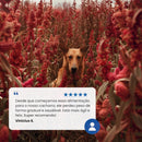 N&D Quinoa Controle de Peso para Cães Adultos de Raças Mini e Pequenas Sabor Suíno 800g