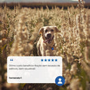 N&D Ancestral Grain Selection Ração para Cães Adultos Raças Grandes e Gigantes 15 kg